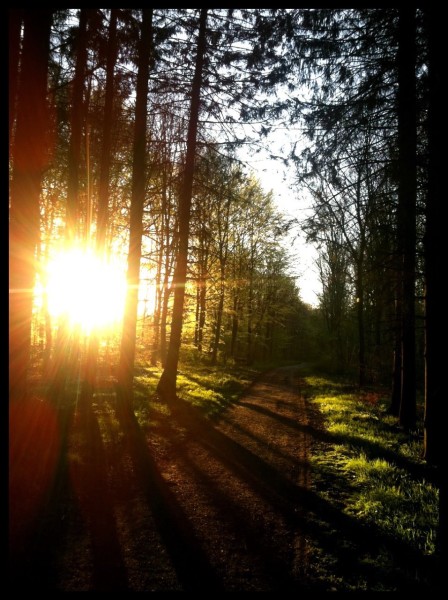 Tre flotte egetræer i Klosterskoven